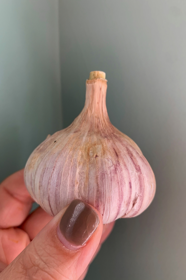Beginners Guide to Growing Garlic
