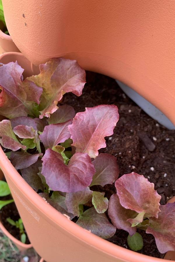 picture of lettuce growing in vertical planter