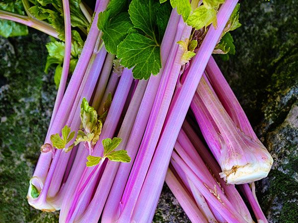 pink celery for your enchanted garden
